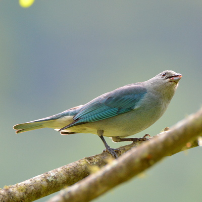 Sayaca Tanager (3)